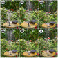 Solar Power Fountain Garden Pool Submersible Floating Water Pump Bird Bath Pond