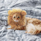 Lion Wig Costume for Cats